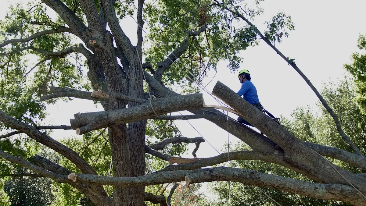 Professional Hazardous Tree Removal performed by certified arborists in Cullowhee