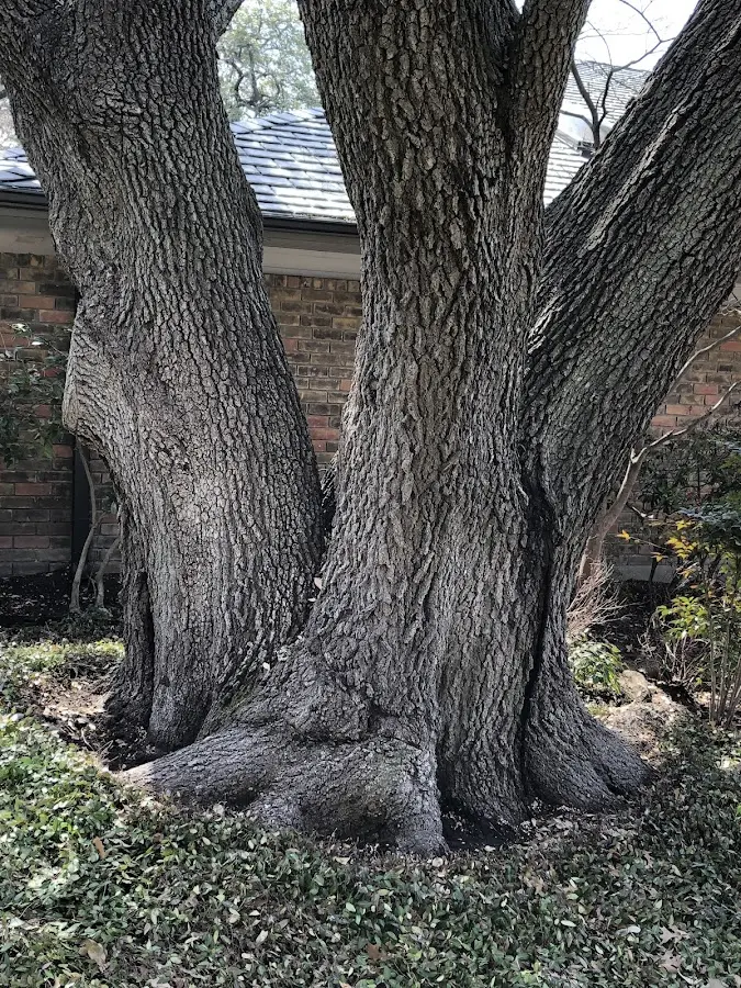 Mature heritage tree close to a Cullowhee property cared for by certified arborists